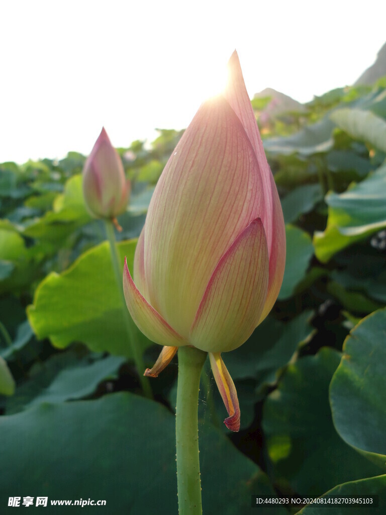 粉红荷花 粉红莲花包