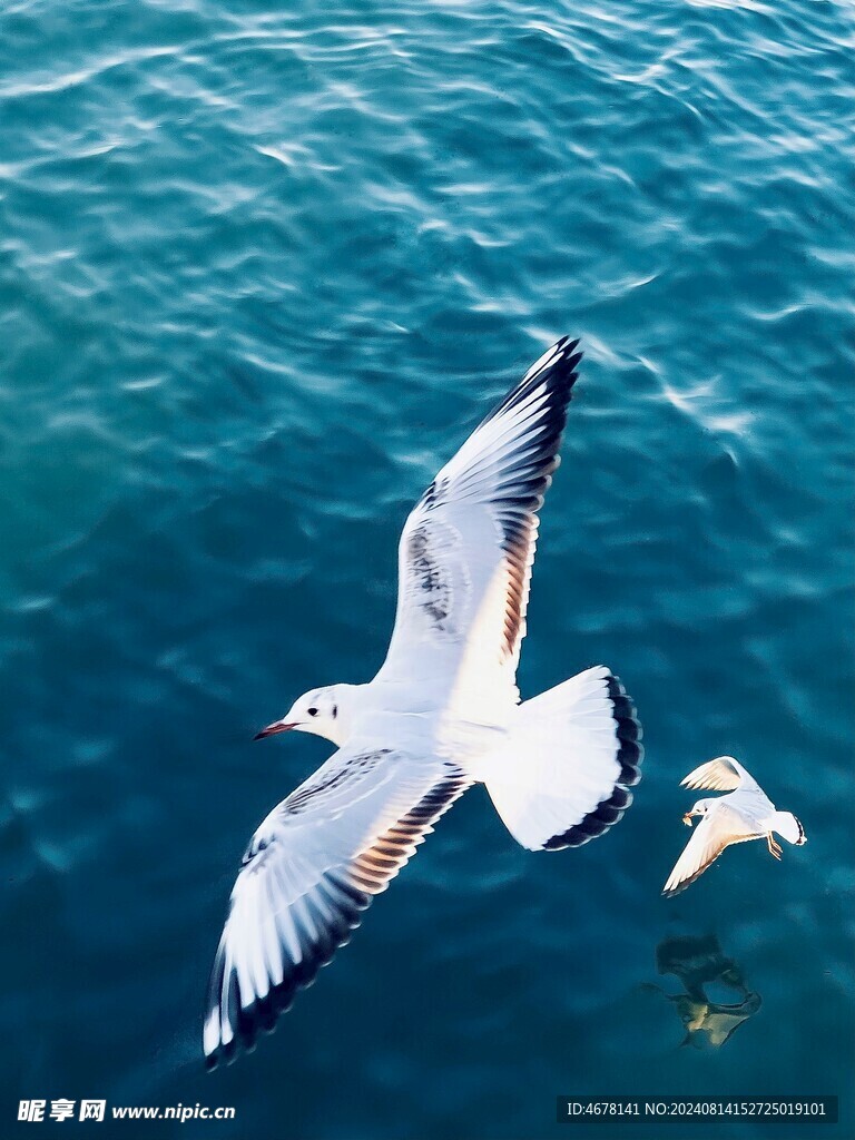 海鸥
