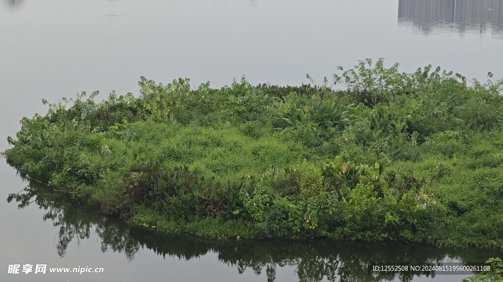 湖水草