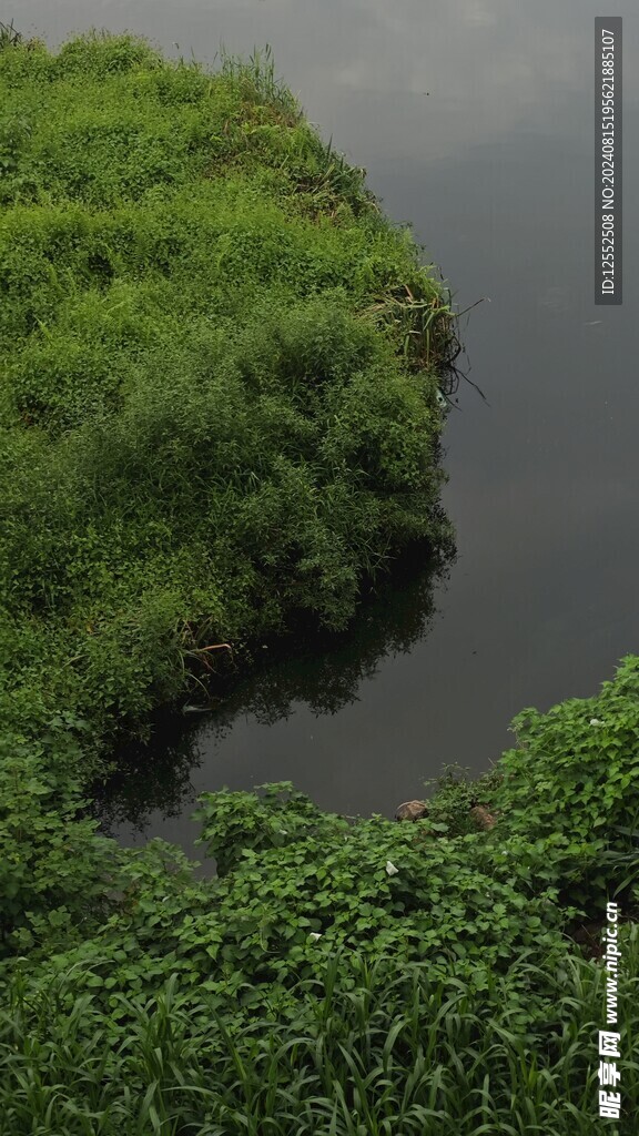 湖水草