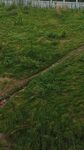 小草道路