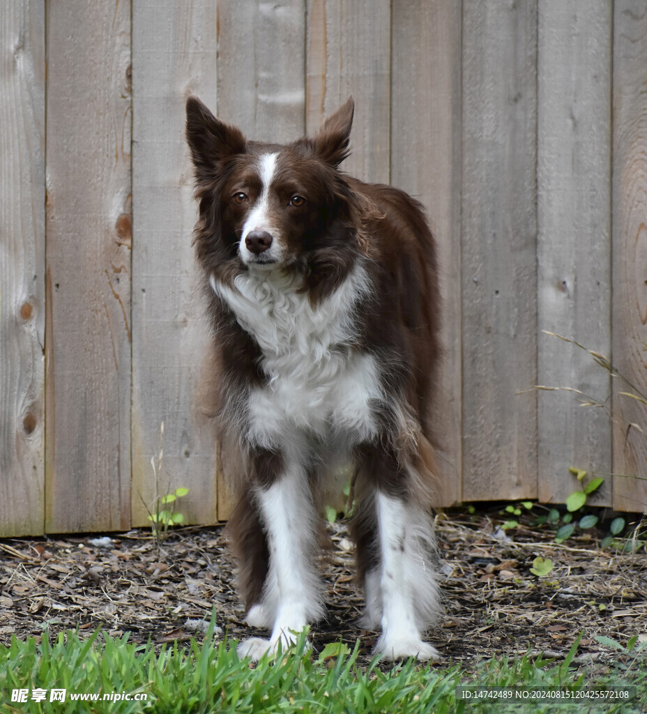 牧羊犬