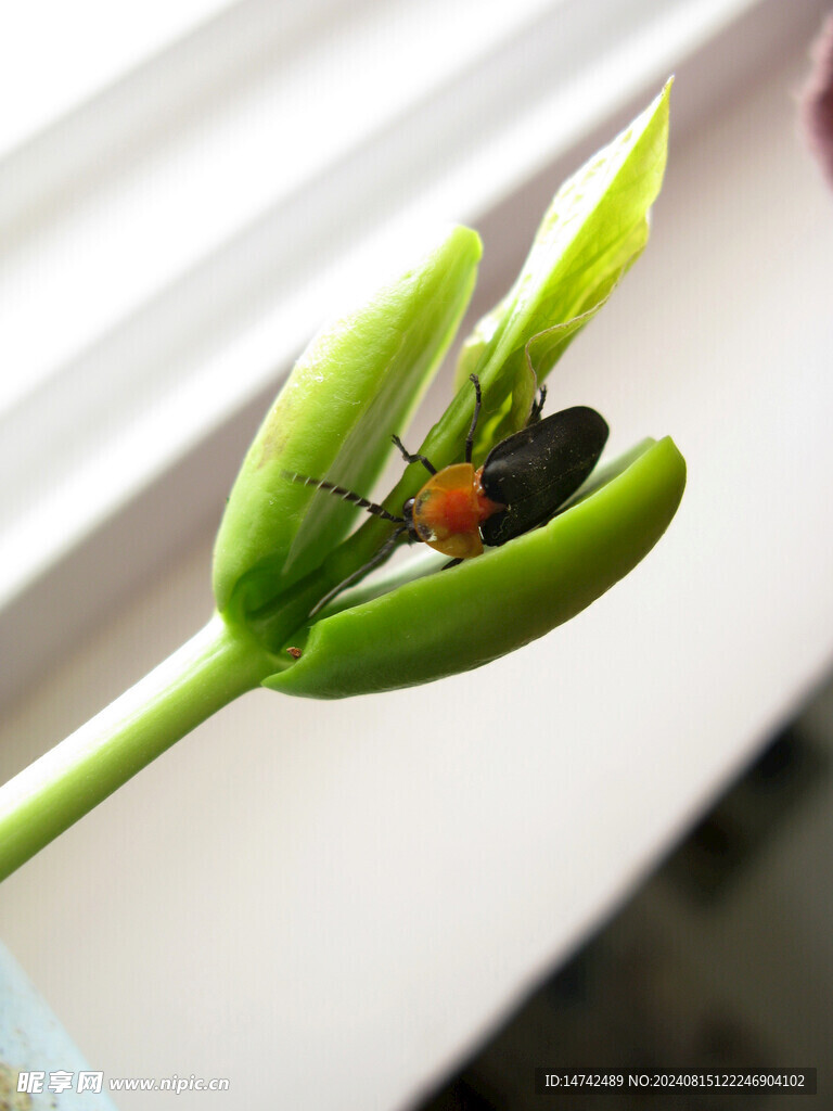 萤火虫