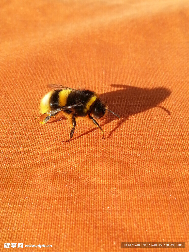  雄蜂