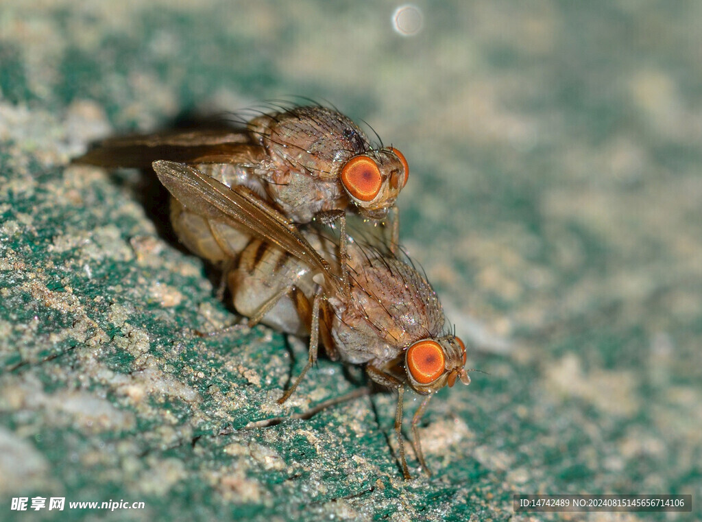 昆虫交配