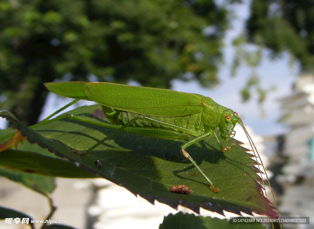 蚱蜢