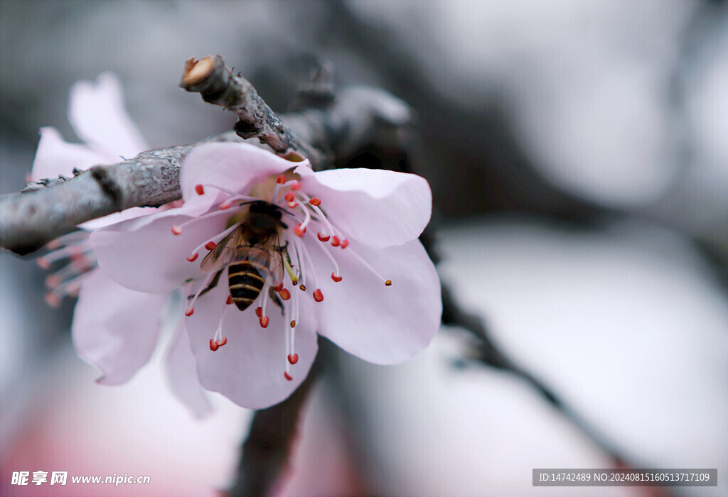 蜜蜂采蜜