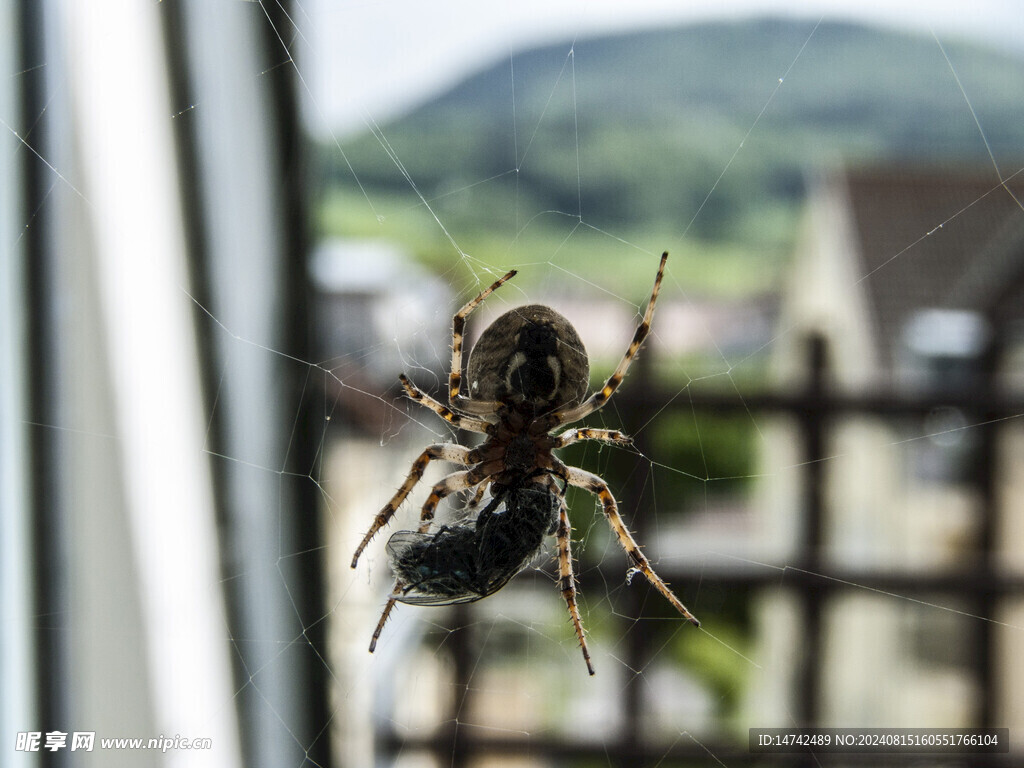 蜘蛛捕食