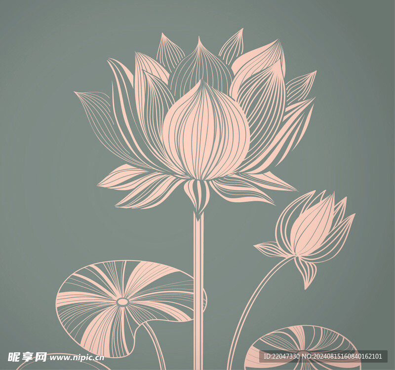 手绘荷花矢量插画