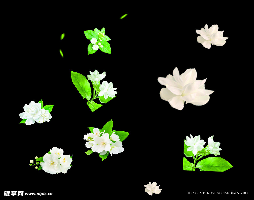茉莉花png