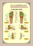 足部反射区海报