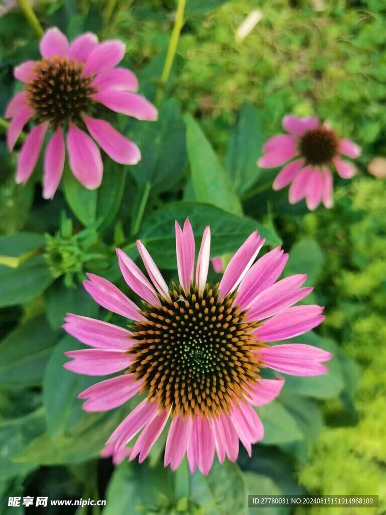 美丽花花