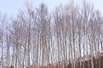 白桦树图片