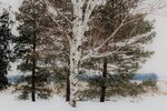  白桦树图片