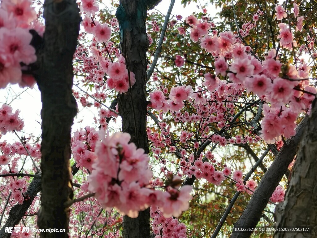 樱花