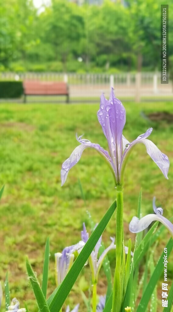 马兰花