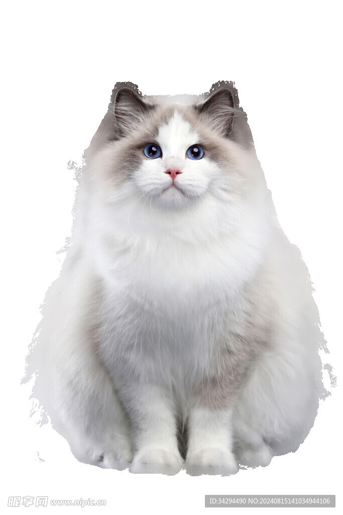 布偶猫