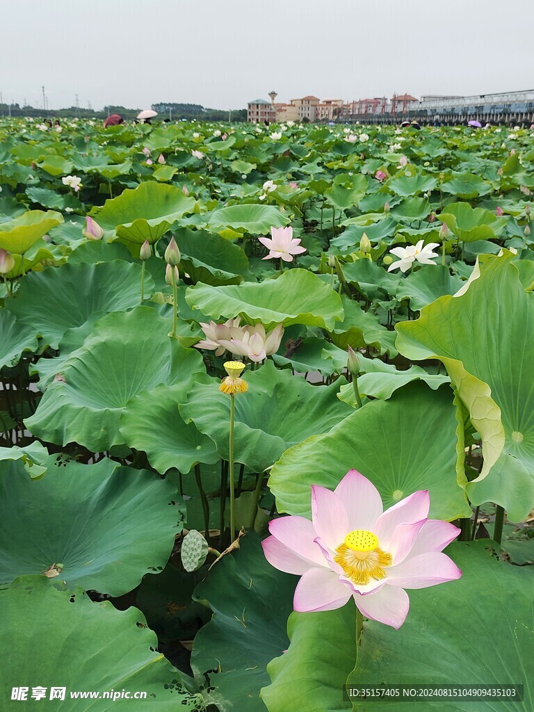 荷花荷塘荷叶