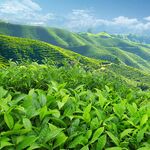 茶田