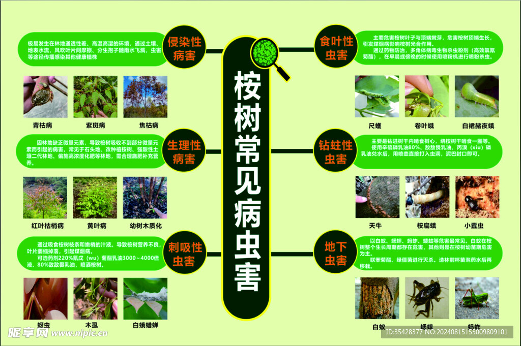桉树常见病虫害