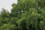 红树林