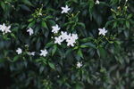 小白花