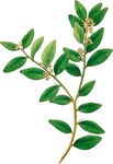 手绘花草植物素材图片