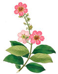 手绘花草植物素材图片