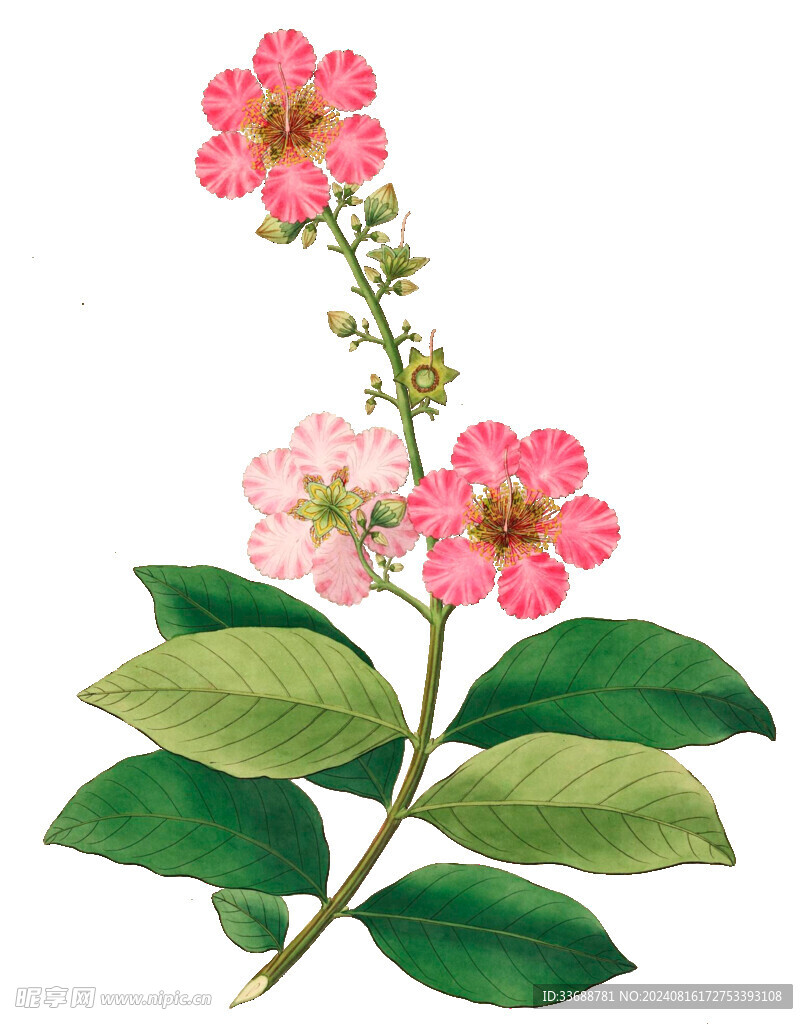 手绘花草植物素材图片