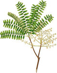 手绘花草植物素材图片
