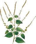 手绘花草植物素材图片