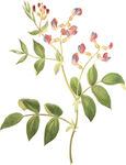 手绘花草植物素材图片