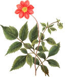 手绘花草植物素材图片