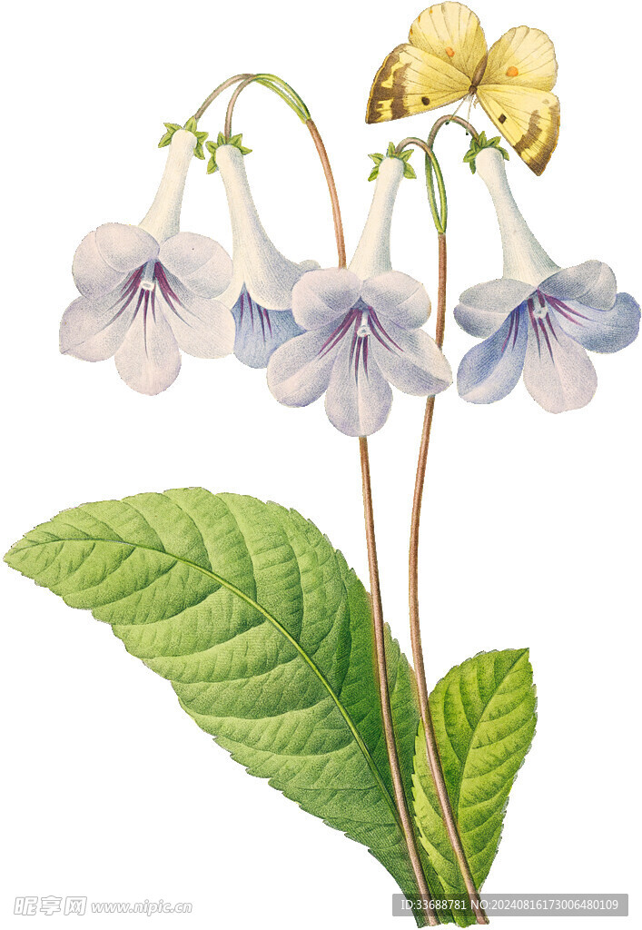 手绘花草植物素材图片