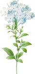 手绘花草植物图片