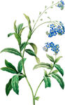 手绘花草植物素材图片