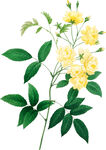 手绘花草植物素材图片