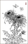 矢量菊花