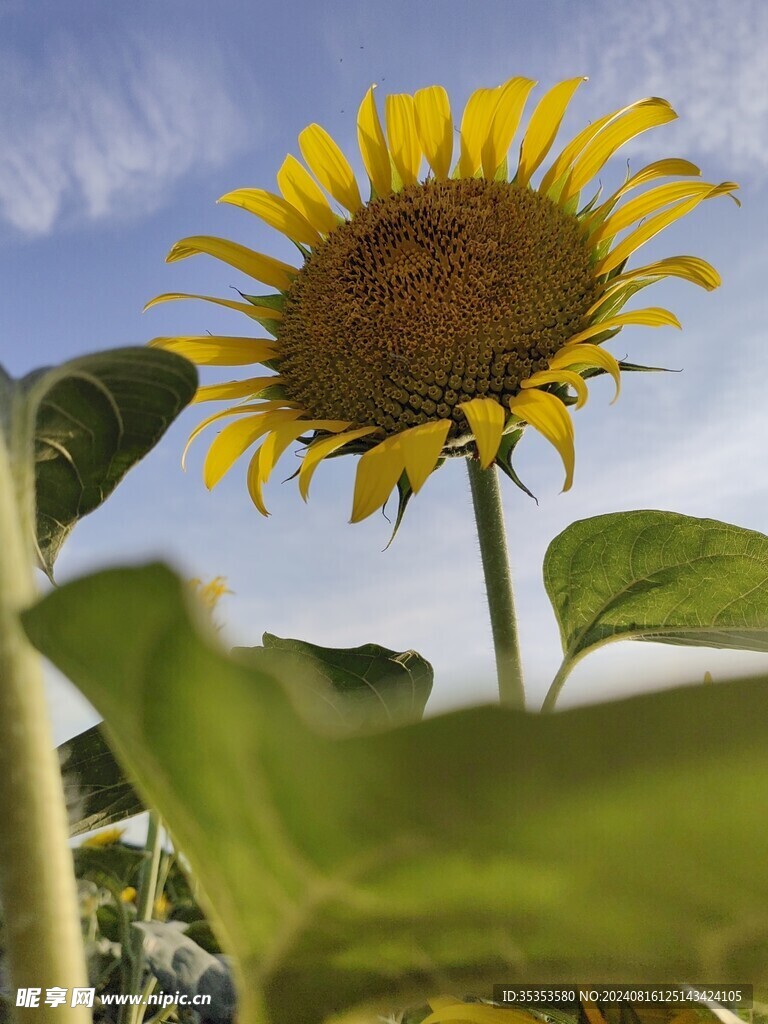 仰望向日葵