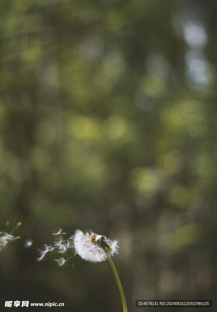 蒲公英