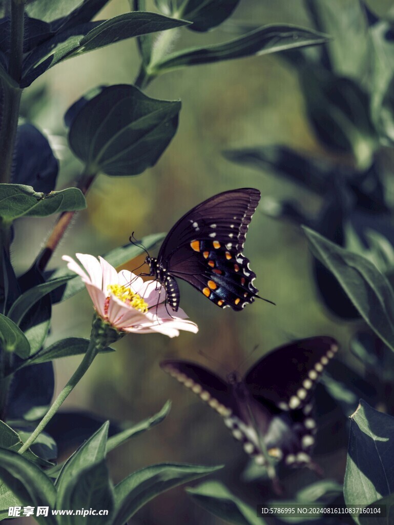 蝴蝶