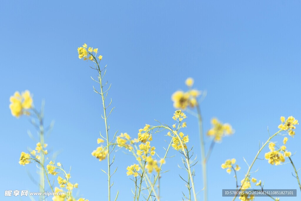 油菜花