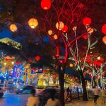 灯笼树