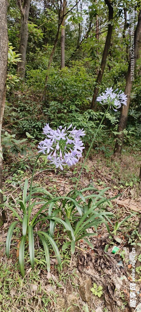 花卉