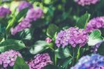 绣球花