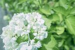 绣球花
