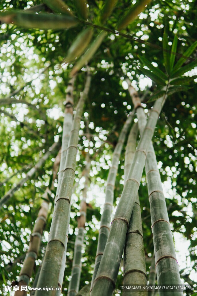 树林