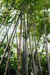 树林
