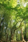 树林