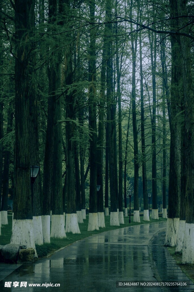 树林